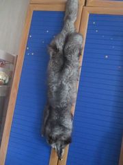 тушка песца